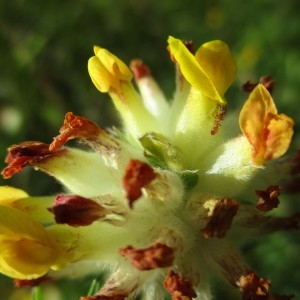 Photographie n°816496 du taxon Anthyllis vulneraria L.