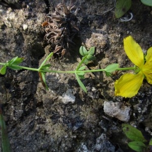Photographie n°816498 du taxon Hypericum perforatum L.