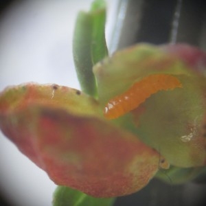 Photographie n°816499 du taxon Hypericum perforatum L.