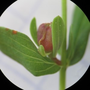 Photographie n°816500 du taxon Hypericum perforatum L.
