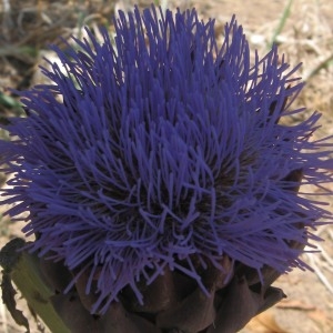 Photographie n°816503 du taxon Cynara scolymus L. [1753]