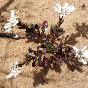 Iberis procumbens Lange