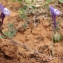  Liliane Roubaudi - Linaria amethystea (Vent.) Hoffmanns. & Link [1820]