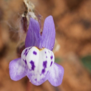 Photographie n°816544 du taxon Linaria amethystea (Vent.) Hoffmanns. & Link [1820]