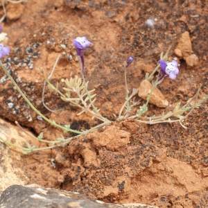 Photographie n°816545 du taxon Linaria amethystea (Vent.) Hoffmanns. & Link [1820]