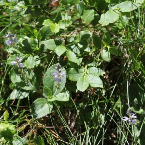 Photographie n°816547 du taxon Veronica officinalis L. [1753]