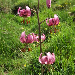 Photographie n°816566 du taxon Lilium martagon L.