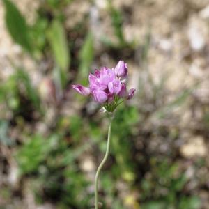 Photographie n°816634 du taxon Allium roseum L. [1753]