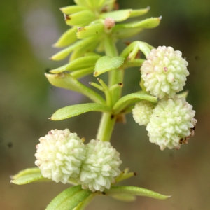 Photographie n°816642 du taxon Galium verrucosum Huds. [1767]