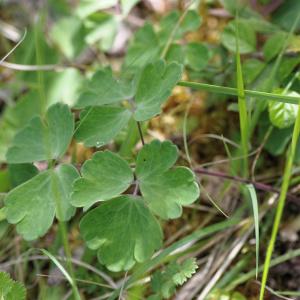 Photographie n°816643 du taxon Aquilegia vulgaris L. [1753]