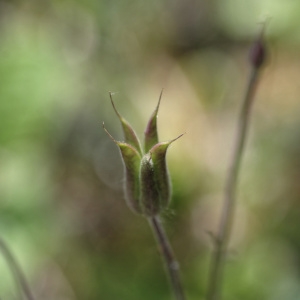 Photographie n°816645 du taxon Aquilegia vulgaris L. [1753]