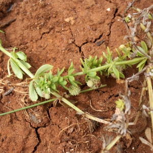 Photographie n°816647 du taxon Galium verrucosum Huds. [1767]