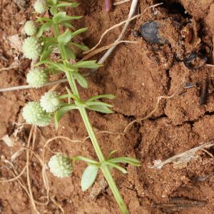 Photographie n°816648 du taxon Galium verrucosum Huds. [1767]