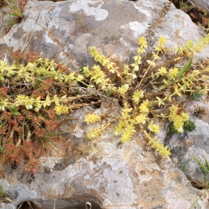 Photographie n°816649 du taxon Galium verrucosum Huds. [1767]