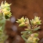  Liliane Roubaudi - Euphorbia sulcata Lens ex Loisel. [1828]