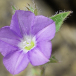 Photographie n°816663 du taxon Convolvulus siculus L. [1753]