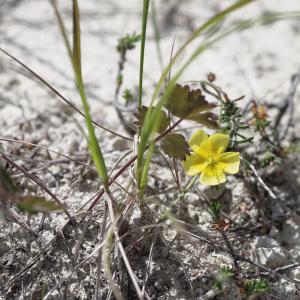 Photographie n°816704 du taxon Fumana procumbens (Dunal) Gren. & Godr. [1847]