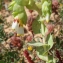  Liliane Roubaudi - Cerinthe major subsp. gymnandra (Gasp.) Rouy [1908]