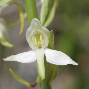 Platanthera ×hybrida Brügger (Platanthère hybride)