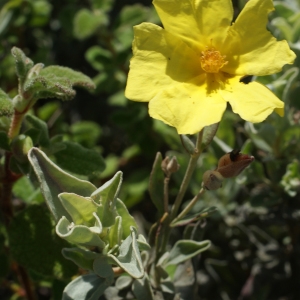 Photographie n°816787 du taxon Halimium halimifolium (L.) Willk. [1878]