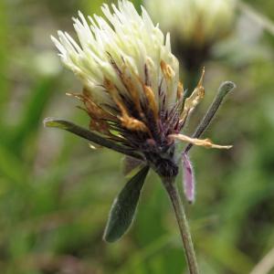 Photographie n°816788 du taxon Trifolium ochroleucon Huds. [1762]