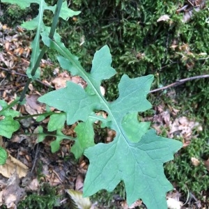 Photographie n°817892 du taxon Lactuca muralis (L.) Gaertn. [1791]