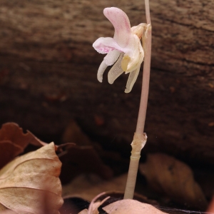 Photographie n°819144 du taxon Epipogium aphyllum Sw. [1814]