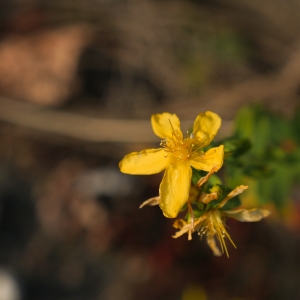 Photographie n°819262 du taxon Millepertuis perforé