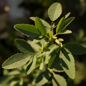 Photographie n°819264 du taxon Melilotus albus Medik. [1787]