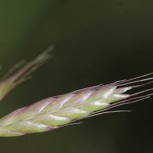 Photographie n°819437 du taxon Bromus commutatus Schrad. [1806]