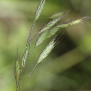 Photographie n°819438 du taxon Bromus commutatus Schrad. [1806]