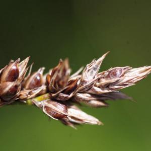 Photographie n°819446 du taxon Carex divisa Huds. [1762]