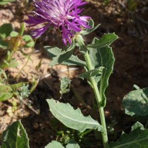 Photographie n°819451 du taxon Centaurea sphaerocephala L. [1753]