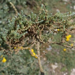 Photographie n°819457 du taxon Salsola vermiculata L. [1753]