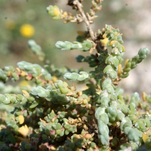 Photographie n°819458 du taxon Salsola vermiculata L. [1753]