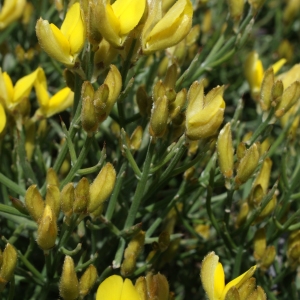 Ulex genistoides subsp. spectabilis (Welw. ex Webb) C.Vicioso