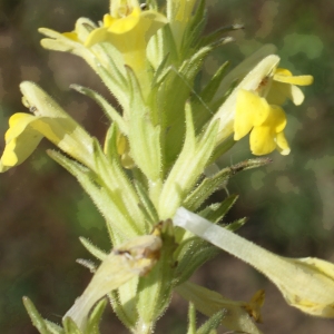 Photographie n°819514 du taxon Parentucellia viscosa (L.) Caruel