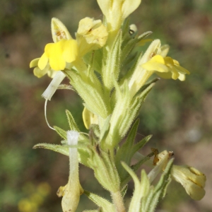 Photographie n°819519 du taxon Parentucellia viscosa (L.) Caruel