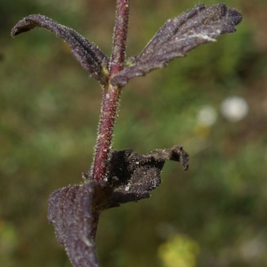 Photographie n°819534 du taxon Parentucellia viscosa (L.) Caruel