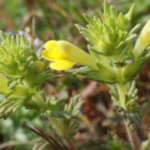 Photographie n°819538 du taxon Parentucellia viscosa (L.) Caruel