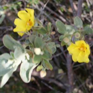 Photographie n°819582 du taxon Halimium halimifolium (L.) Willk. [1878]