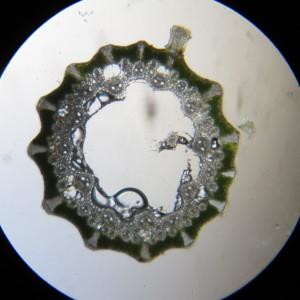 Photographie n°819688 du taxon Juncus inflexus L.