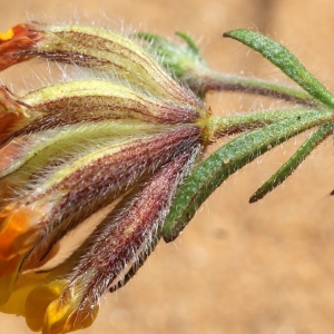 Anthyllis lotoides L.