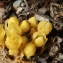  Liliane Roubaudi - Cytinus hypocistis (L.) L. [1767]