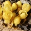  Liliane Roubaudi - Cytinus hypocistis (L.) L. [1767]