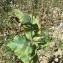  Michel Gaubert - Papaver somniferum subsp. somniferum