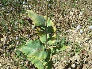Michel Gaubert, le 17 juillet 2016 (Diou (La Mortaigue))