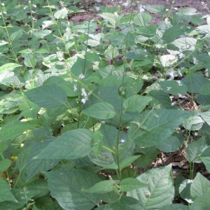 Photographie n°819916 du taxon Circaea lutetiana L.