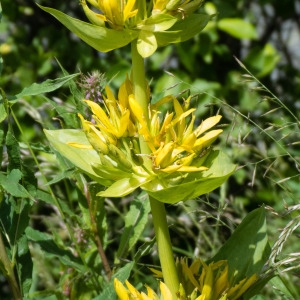 Photographie n°820041 du taxon Gentiana lutea L.