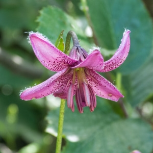 Photographie n°820043 du taxon Lilium martagon L. [1753]